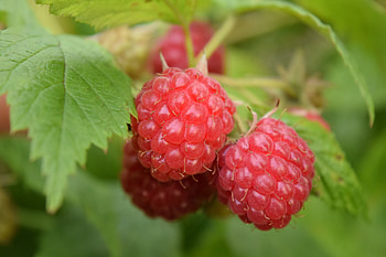 Food, Leaves, Raspberry, Berries, Branch, Ripe HD wallpaper