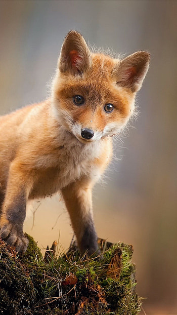 Fox, Cub HD phone wallpaper