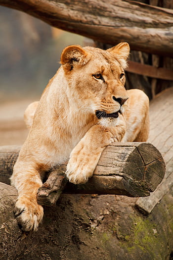 Close-up of a calm lioness lying on a wooden log in a natural setting. HD phone wallpaper