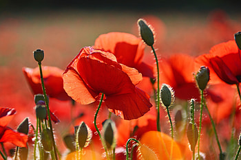Poppies, Flowers, Nature, Summer HD wallpaper