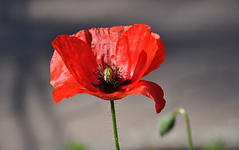 Sun, Flower, Macro, Brightly, Poppy HD wallpaper