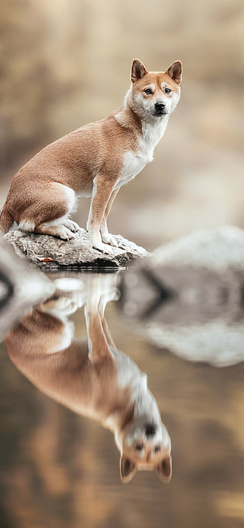 Reflection, Shibas HD phone wallpaper