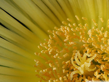 LOVELY IN YELLOW, natural, beautiful, stamen, large, close up, pretty, petals, flower, yellow, , lovely, macro HD wallpaper