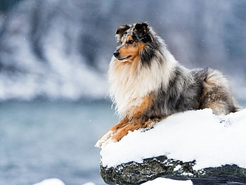 Winter Dog, winter, animal, dog, snow, eyes HD wallpaper