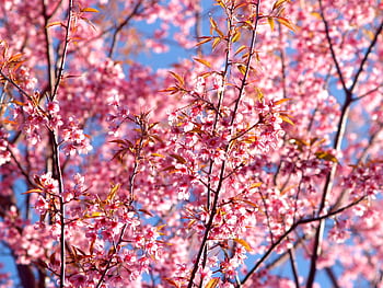 Vibrant pink cherry blossoms bloom against a clear blue sky, signaling the arrival of spring. HD wallpaper
