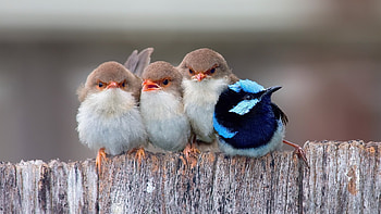 Passerine Birds, birds, cute HD wallpaper