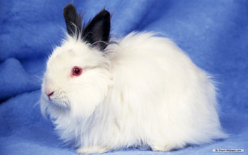 Sweet rabbit, animal, sweet, rodent, rabbit HD wallpaper