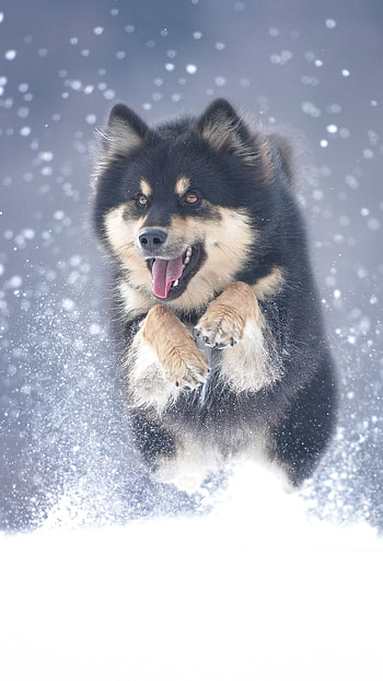 Black Alaskan Malamute, , Animal background, Stunning HD phone wallpaper