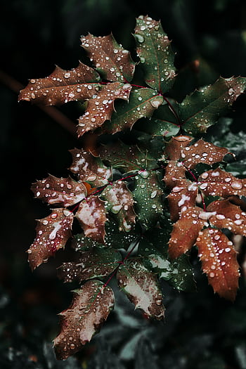 Close-up of lush mahonia leaves with fresh raindrops, capturing the essence of fall. HD phone wallpaper
