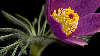 Grass, Leaves, Flower, Macro, Petals HD wallpaper