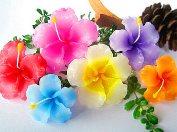 A rainbow of blooms, blue, colors, orange, purple, pink, green, yellow, red, flowers HD wallpaper