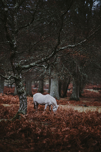 Animals, Trees, Grass, Forest, Stroll, Pony HD phone wallpaper