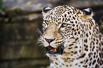 Animal, leopard HD wallpaper