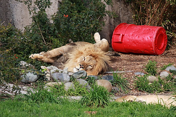 lion zoo, just fed, he was nice eating HD wallpaper