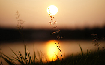Sunset, Grass, Macro, Sunlight HD wallpaper