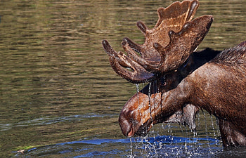 Animals, Water, Drops, Head, Horns, Elk HD wallpaper