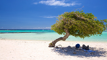 Aruba Island, Best of Aruba, Caribbean travel, Unforgettable experiences HD wallpaper