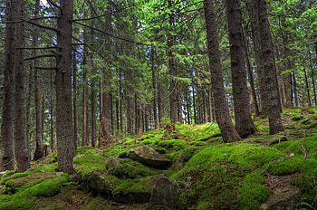 Nature, Trees, Stones, Pine, Forest, Moss HD wallpaper