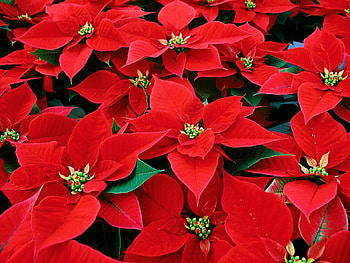 Flowers, Leaves, Poinsettia HD wallpaper