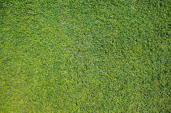 Vibrant close-up of green grass suitable for backgrounds, textures, and natural themes. HD wallpaper