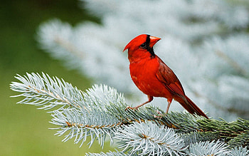 Vibrant red birds, Feathery beauties, Red drenched skies, Nature's palette HD wallpaper