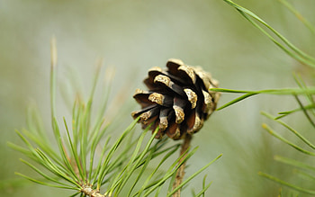 Nature, Macro, Cone, Bump HD wallpaper