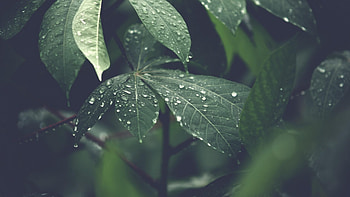 Green tree leaf, Water drops, Natural beauty, Full HD wallpaper
