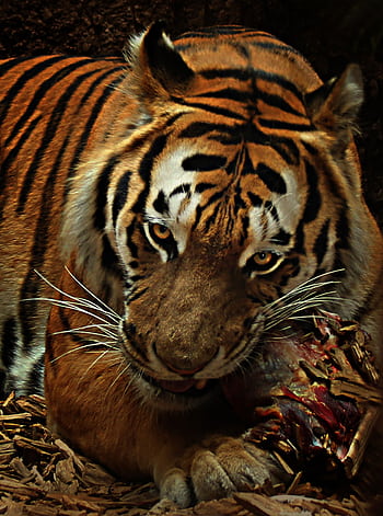 A fierce tiger feasting on prey, showcasing its power and majesty up close. HD phone wallpaper