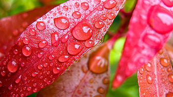pics red leaves nature water drops macro background HD wallpaper