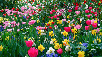 Flowers, Petals, Flower Bed, Flowerbed, Polyana, Glade HD wallpaper