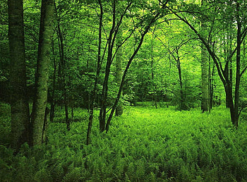 beauty greenfields, field, landscape, trees, nature, grass HD wallpaper