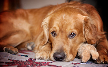 Animals, To Lie Down, Lie, Dog, Muzzle, Ears, Paws, Waiting, Expectation HD wallpaper