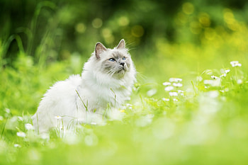 Ragdoll, Green, Flowers, Cat, Bokeh HD wallpaper