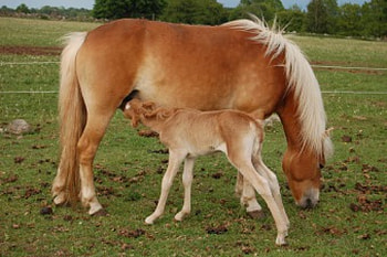 *** Motherhood is such a wonderful ***, horses, small, big, animals HD wallpaper