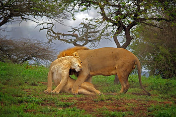 Love you Darling, loin w wife, cool HD wallpaper