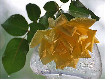 yellow rose, rose, yellow, drops, single, glass HD wallpaper