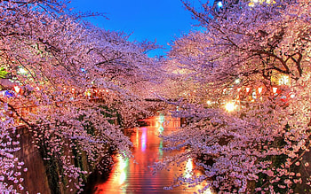 Cherry Blossom Trees, nature, trees, pink HD wallpaper