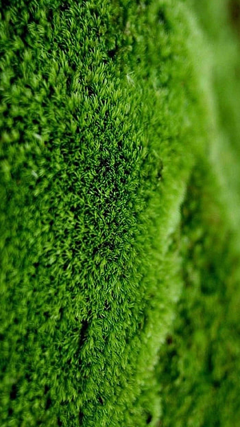 Green Colour, Green Colour Grass, Green Grass HD phone wallpaper