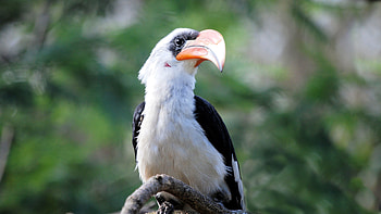 Great Hornbill Bird Beak, birds HD wallpaper