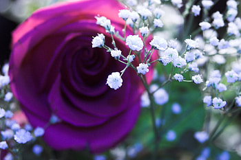 Dark Pink Rose !, white tiny flowers, rose, pink, dark HD wallpaper