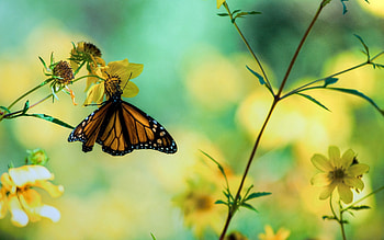Flowers, Grass, Macro, Branches, Butterfly HD wallpaper