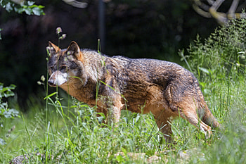 Animals, Grass, Leaves, Predator, Wolf, Sight, Opinion HD wallpaper