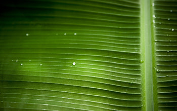 Plants, Background, Leaves HD wallpaper