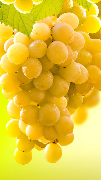 Chardonnay, Grapes HD phone wallpaper