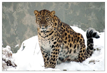 LEOPARD IN THE SNOW, animal, leopard, snow, cat, wild HD wallpaper