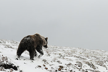 Animals, Winter, Snow, Bear, Grizzly, Grizzly Bear, North HD wallpaper