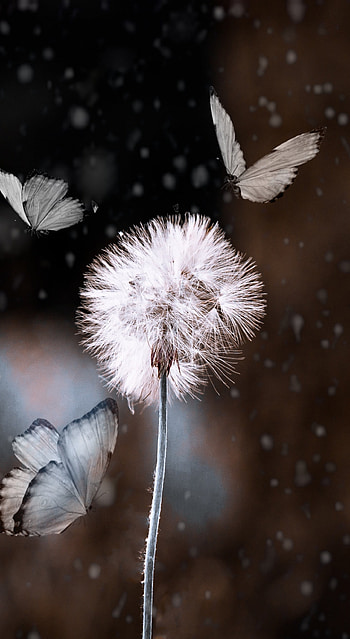 Beautiful natural, new, flash graphy, Best , petal, nature, plant, blur, bokeh HD phone wallpaper