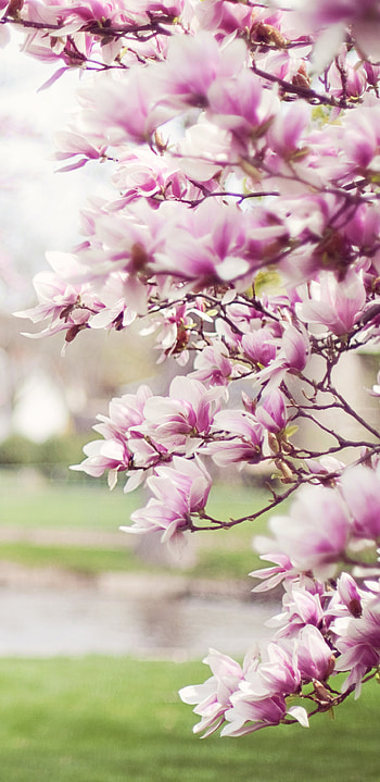 Cherry Blossom Tree, Samsung Galaxy Note 9 8 S9 S8 S8, Q HD phone wallpaper