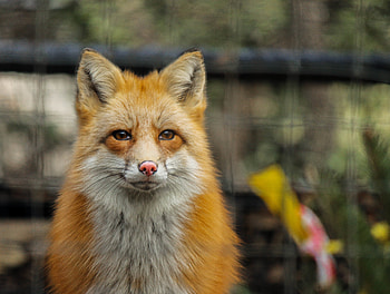 Animals, Fox, Muzzle, Predator, Nice, Sweetheart HD wallpaper