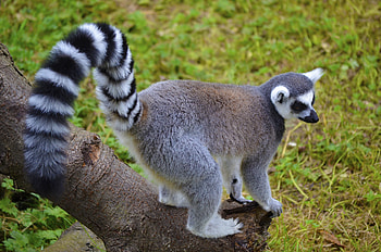 Animals, Striped, Stroll, Lemur, Tail HD wallpaper